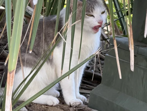 You can’t see me!