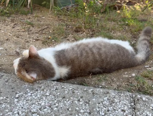 On the prowl