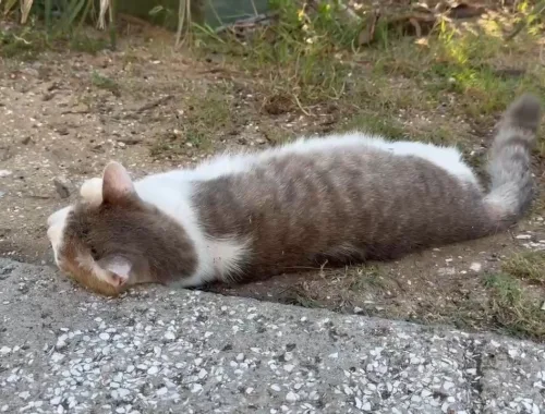 On the prowl