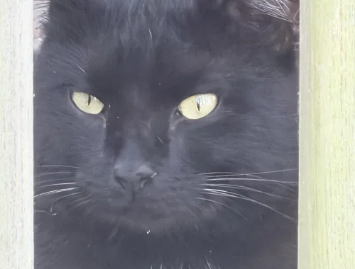 Photo of Sir H.A.L. the cat