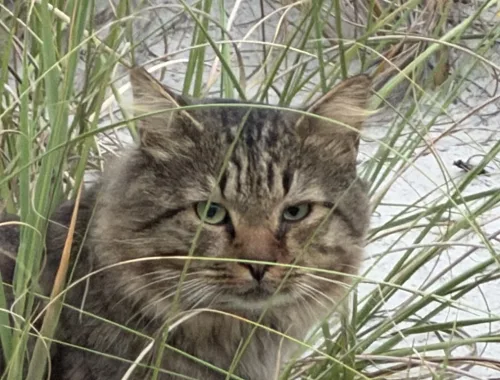 Photo of Sourpuss the cat