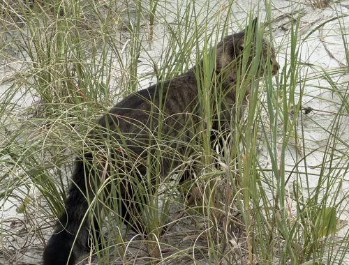 Furry black tail stands out, too