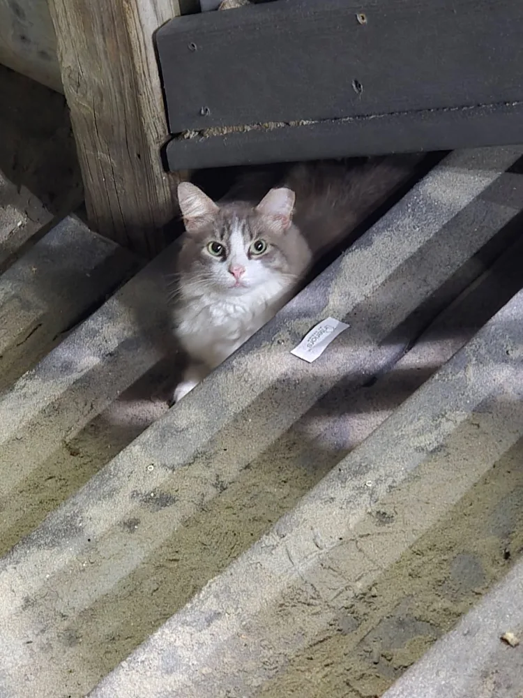 Remy peeking through the beams