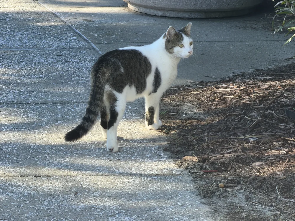 After greeting us he went for his morning walk.