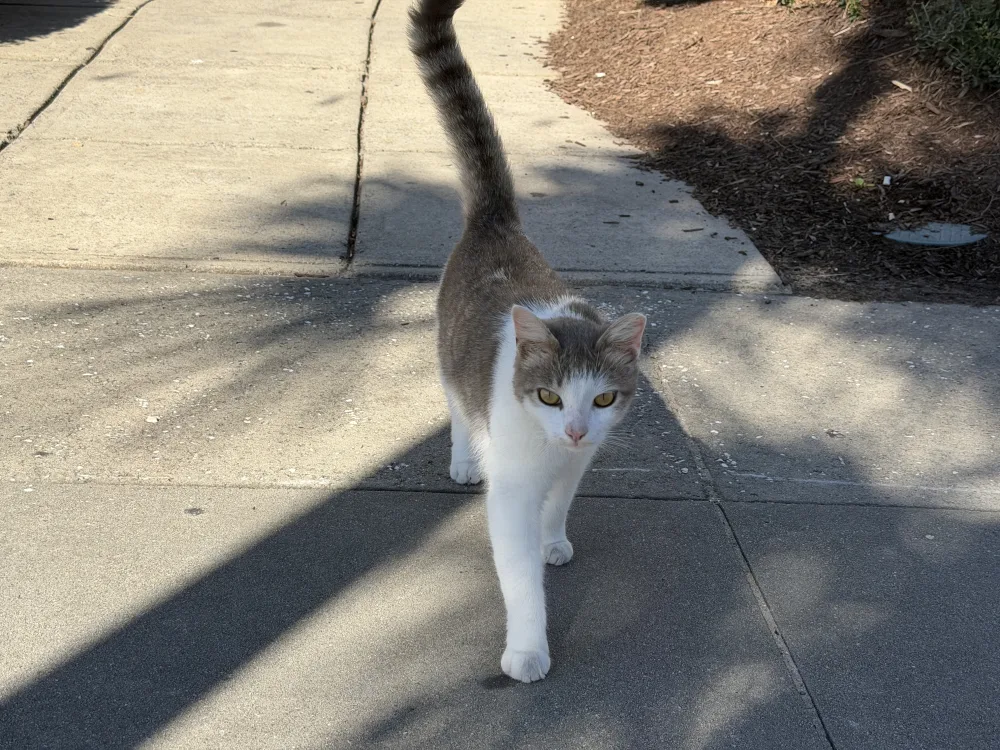 His tail went straight up when he saw us!