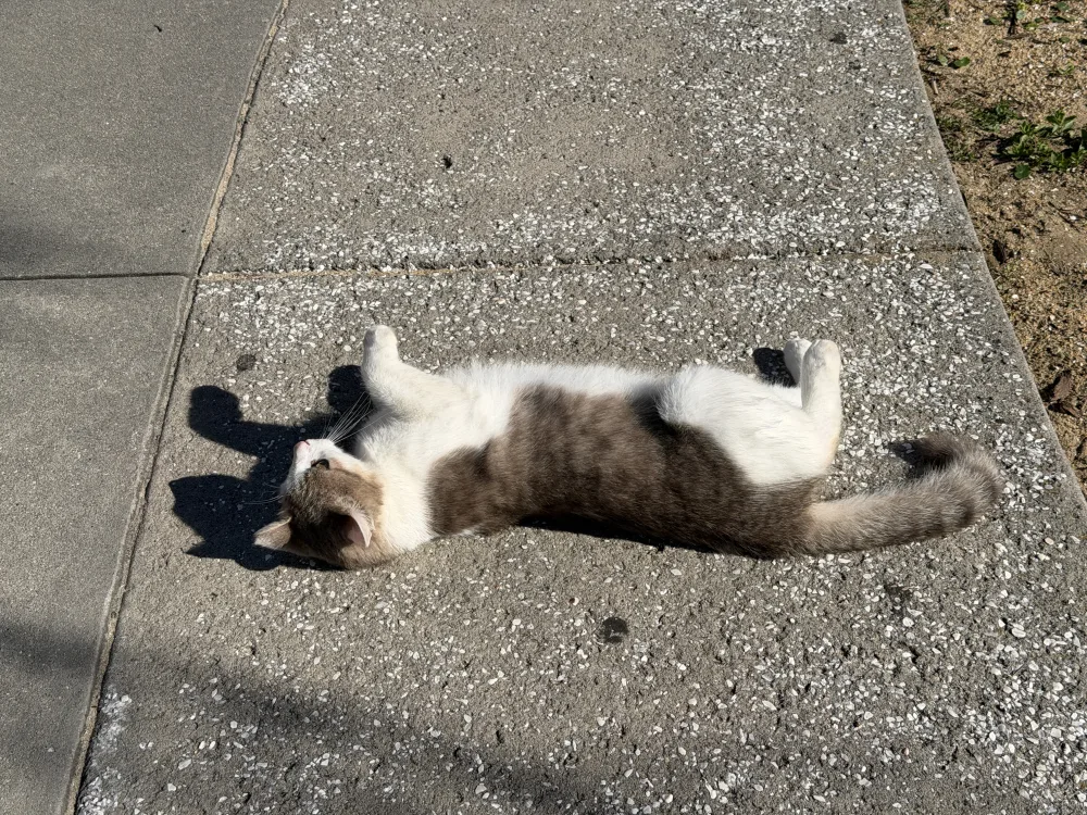 After greeting us, he spent time rolling around.