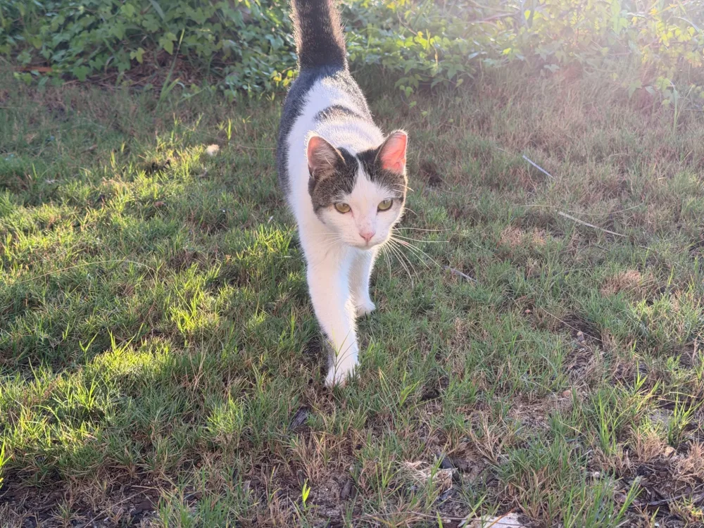 Always walking into the camera.