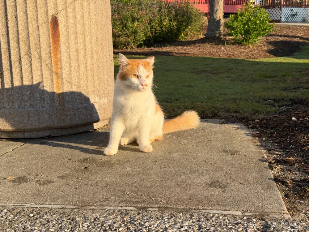 Buttercup staring into the sun