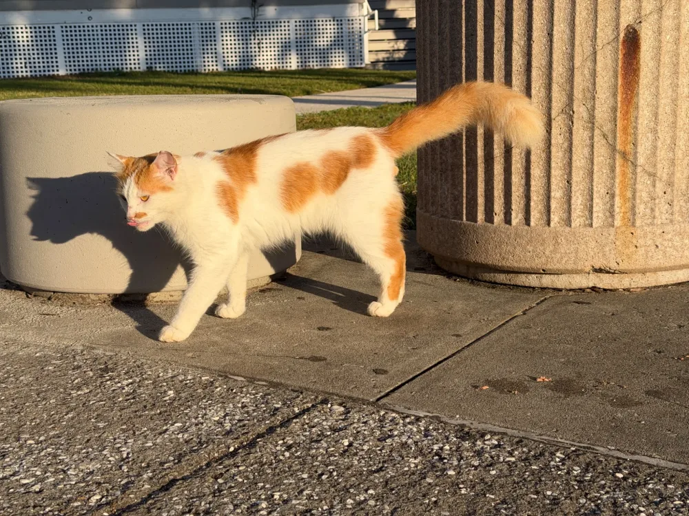 Starting to walk off to greet the day.