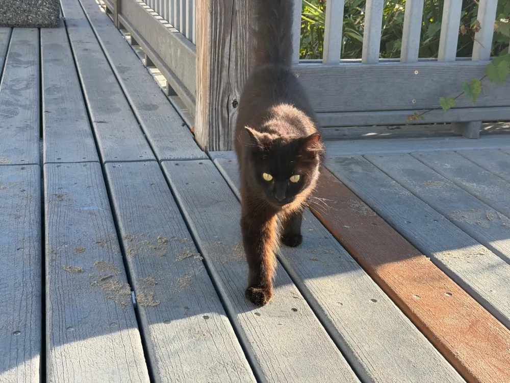 Here comes Fluffball!