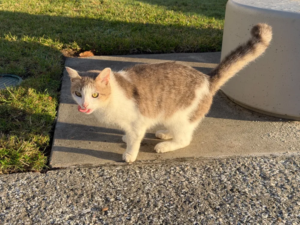 Enjoying the morning sun.