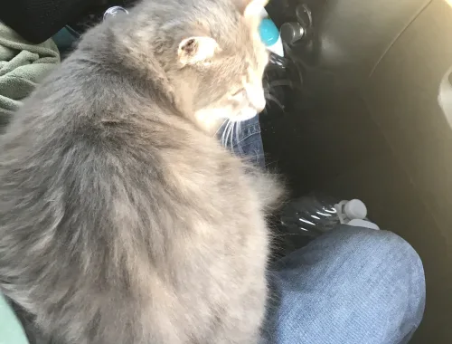 The Cat Who Followed Us Home