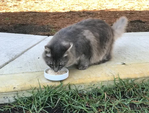 The Cat Who Followed Us Home