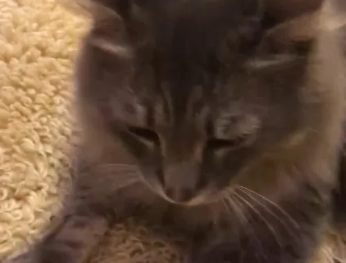 The Cat Who Followed Us Home