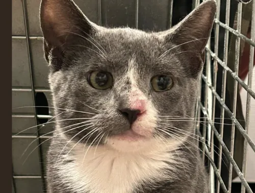 TNR Efforts Rescue One More Stray at 11th Ave. South