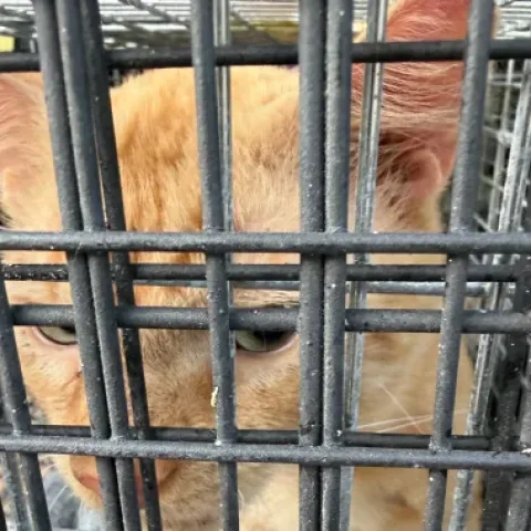 orange Tabby - M • Short Hair