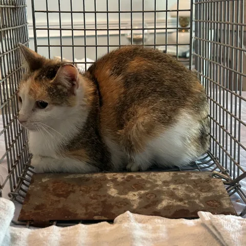 multi Calico - F • Med Hair