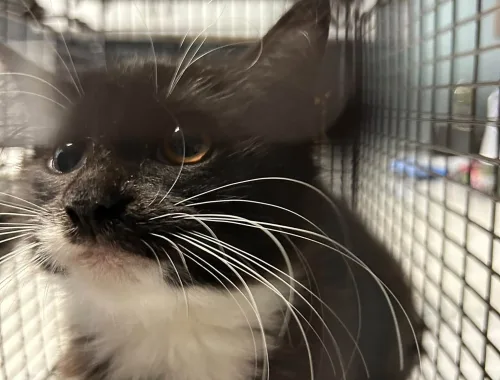 ‘Paradise’ Kitten Up for Adoption