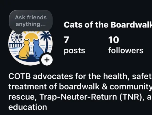 Follow ‘Cats of the Boardwalk’ on Instagram