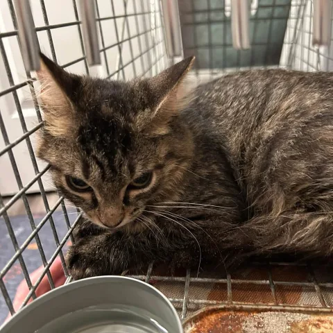 brown Tabby - ? • Short Hair
