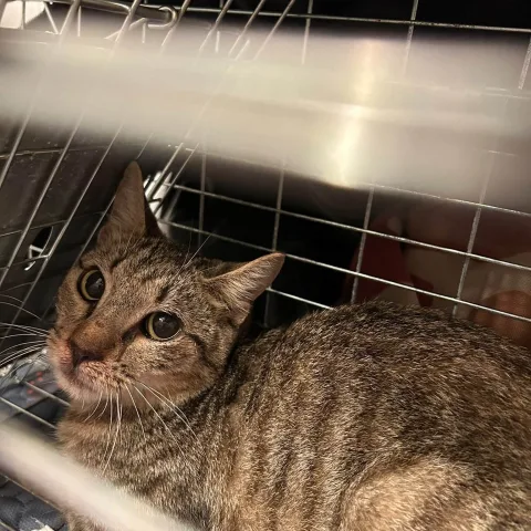 brown Tabby - ? • Short Hair